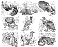 South American animals