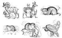 North American animals