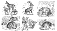 Euro-Asian animals