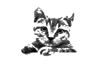 Cat Drawing