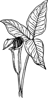 Arum