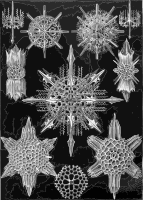 Acanthophracta