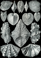 Acephala