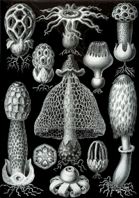 Basimycetes