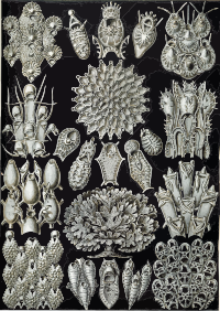 Bryozoa2