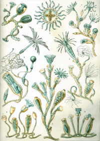 Campanariae