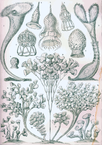Ciliata