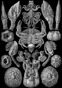 Cirripedia