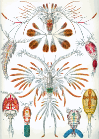 Copepoda