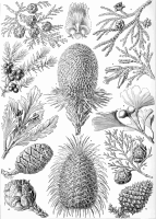 Coniferae