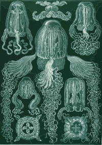 Cubomedusae