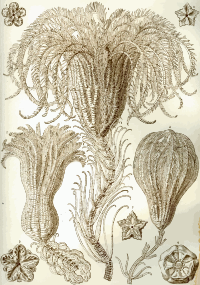 Crinoidea