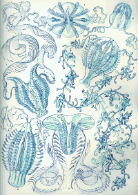 Ctenophorae