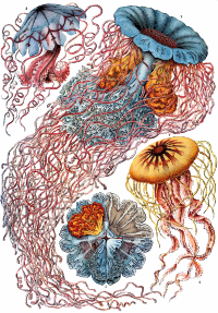 Discomedusae