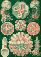 Discomedusae 5