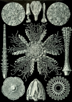 Echinidea 2