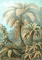 Filicinae 2