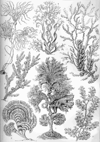 Fucoideae