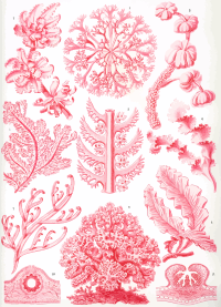 Florideae