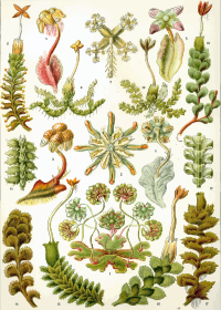 Hepaticae