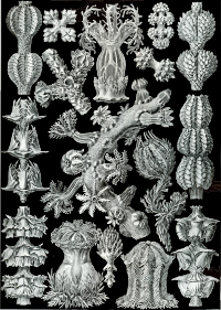 Gorgonida