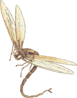 Dragonfly 2
