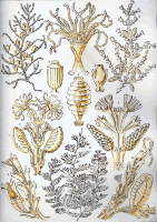 Sertulariae