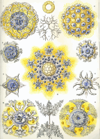 Polycyttaria
