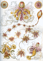 Siphonophorae 2