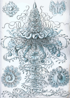 Siphonophorae 3