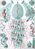 Siphonophorae 4