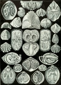 Spirobranchia