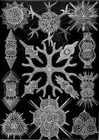 Spumellaria