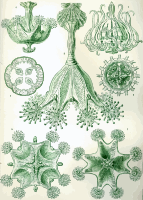 Stauromedusae