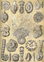Thalamophora 2