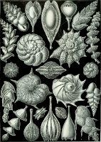 Thalamophora 3