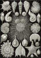 Thalamophora
