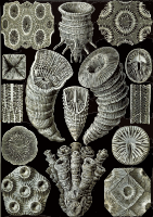 Tetracoralla
