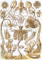 Tubulariae
