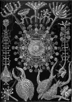 Phaeodaria