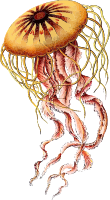 Jellyfish