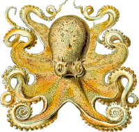 Octopus 2