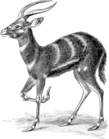 Sitatunga