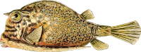 Fish 3