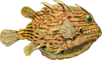 Fish 2