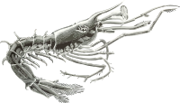 Crustacean lava