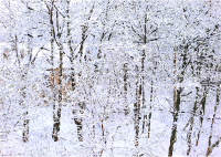 Mytischi Maples 2013