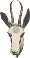Springbok ewe's head 