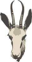 Springbok ewe's head (simplified)