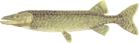 Mascalonge